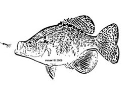 Crappie-fish